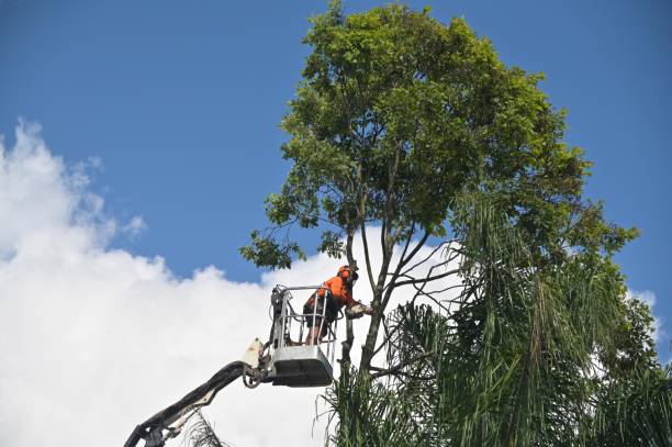 Best Arborist Consultation Services  in USA